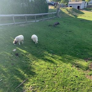 Meet your Posher, Elvira